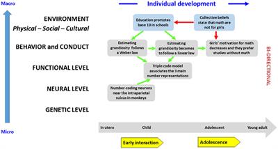 Homo Developmentalis: An evolutionary proposal relevant for child and adolescent mental health